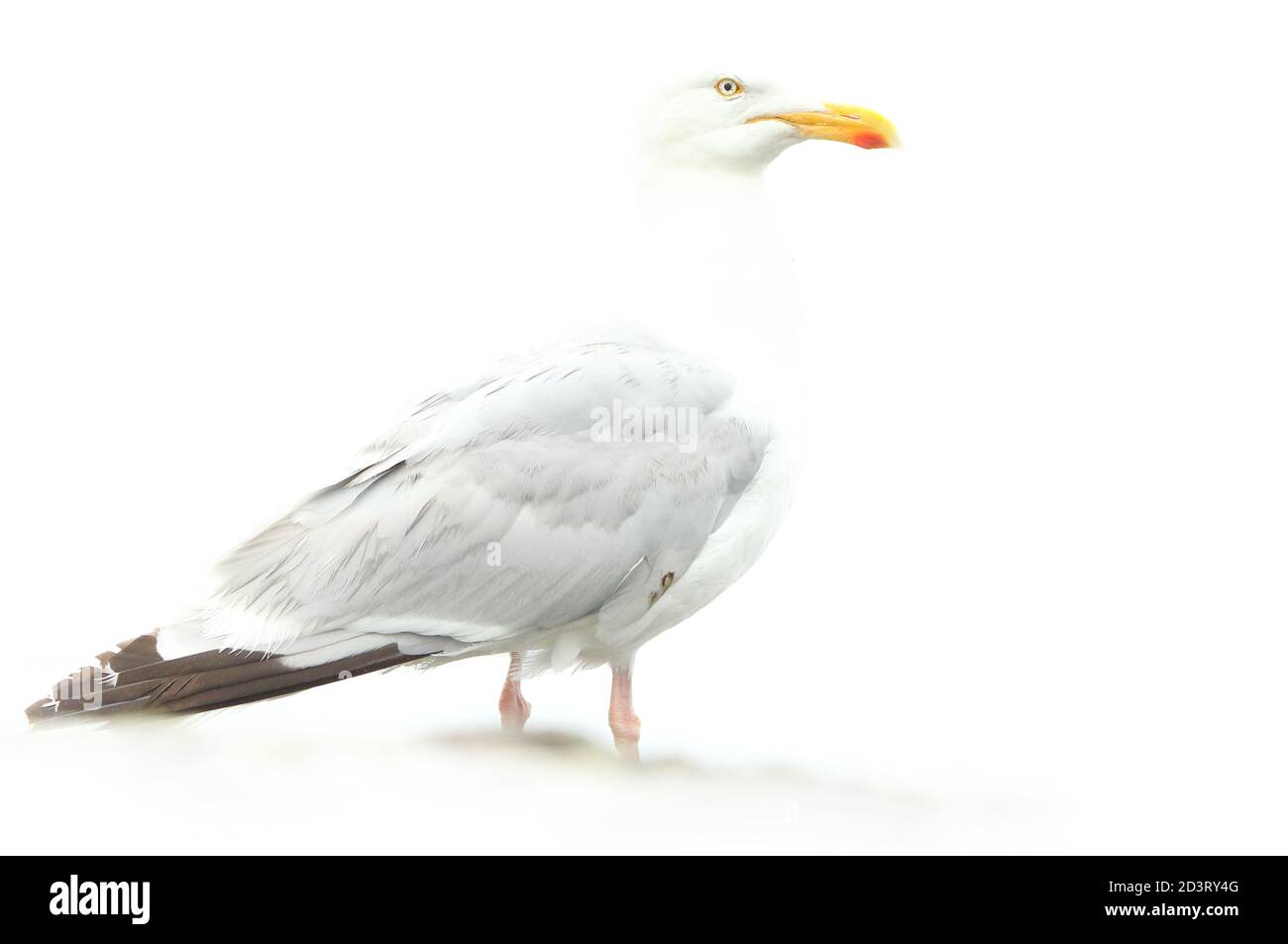 Overexposed 'high key' image of European Herring Gull ( Larus argentatus ) against white background, taken at New Quay Wales 2020. Stock Photo