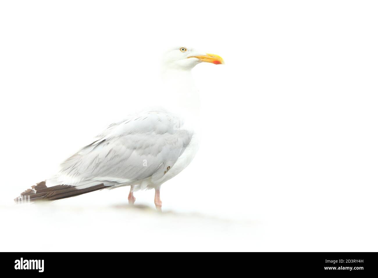 Overexposed 'high key' image of European Herring Gull ( Larus argentatus ) against white background, taken at New Quay Wales 2020. Stock Photo
