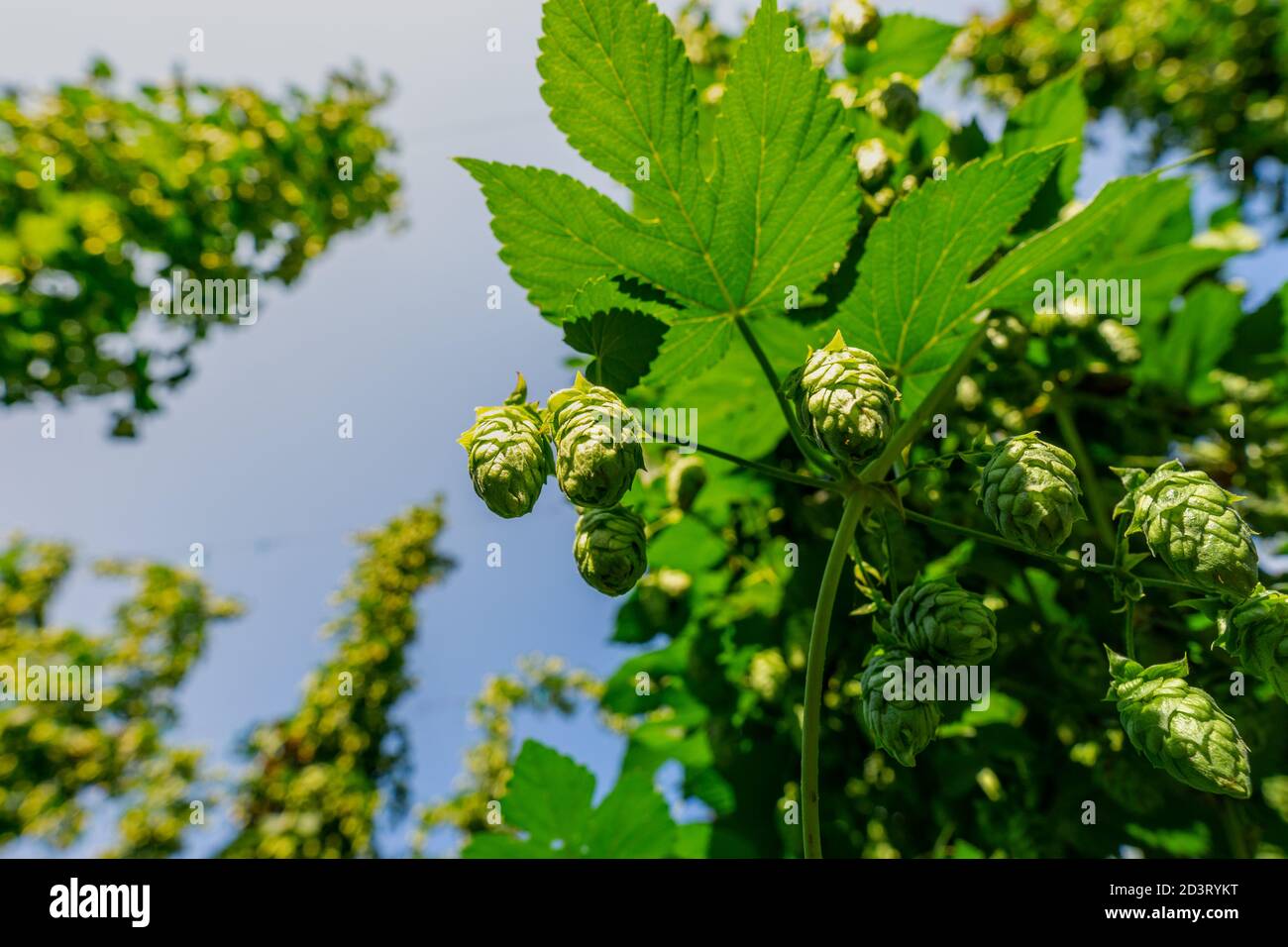 Green fresh hop cones for making beer and bread closeup, agricultural background Stock Photo