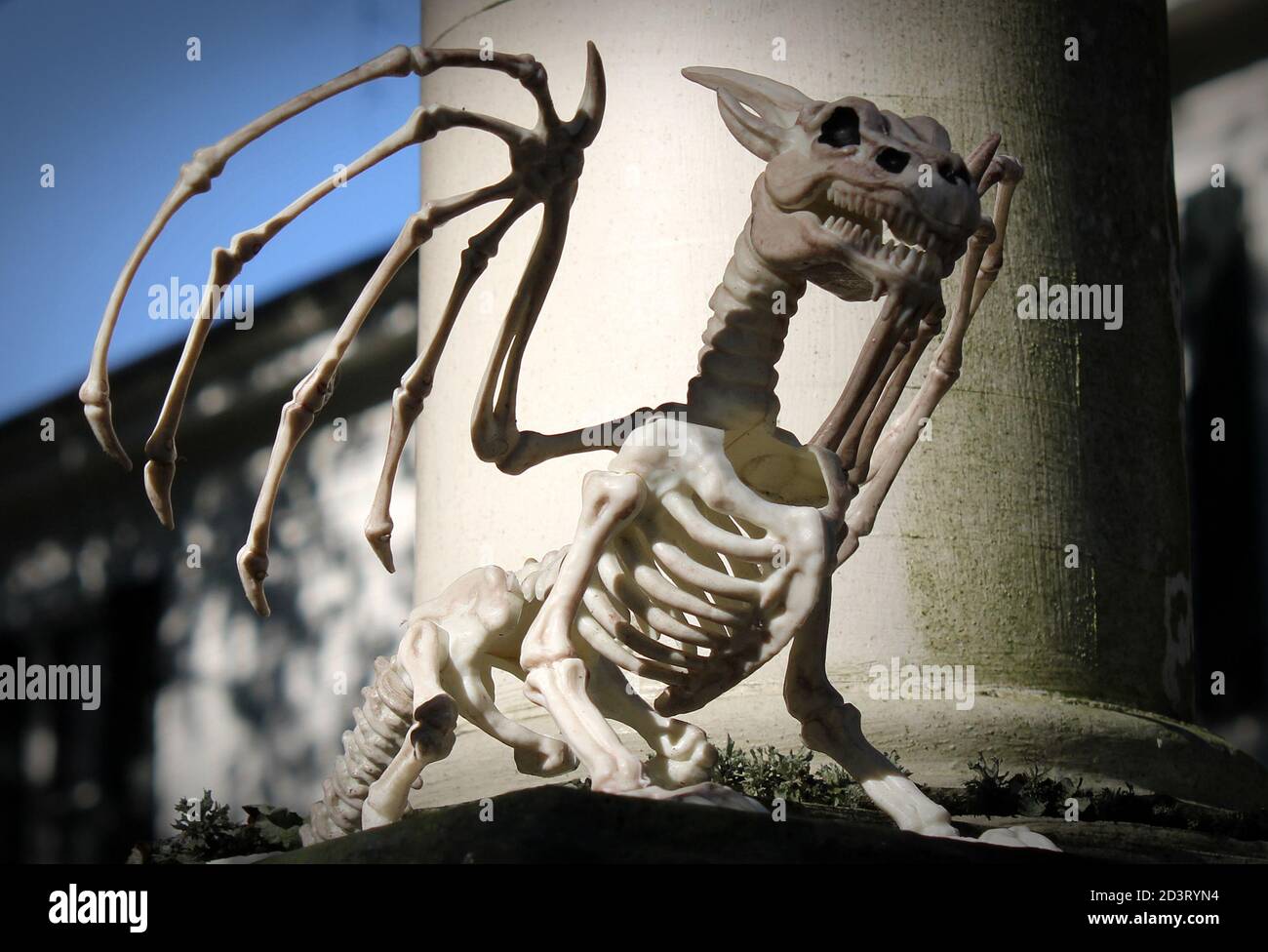 this feisty little dragon skeleton is visiting for Halloween