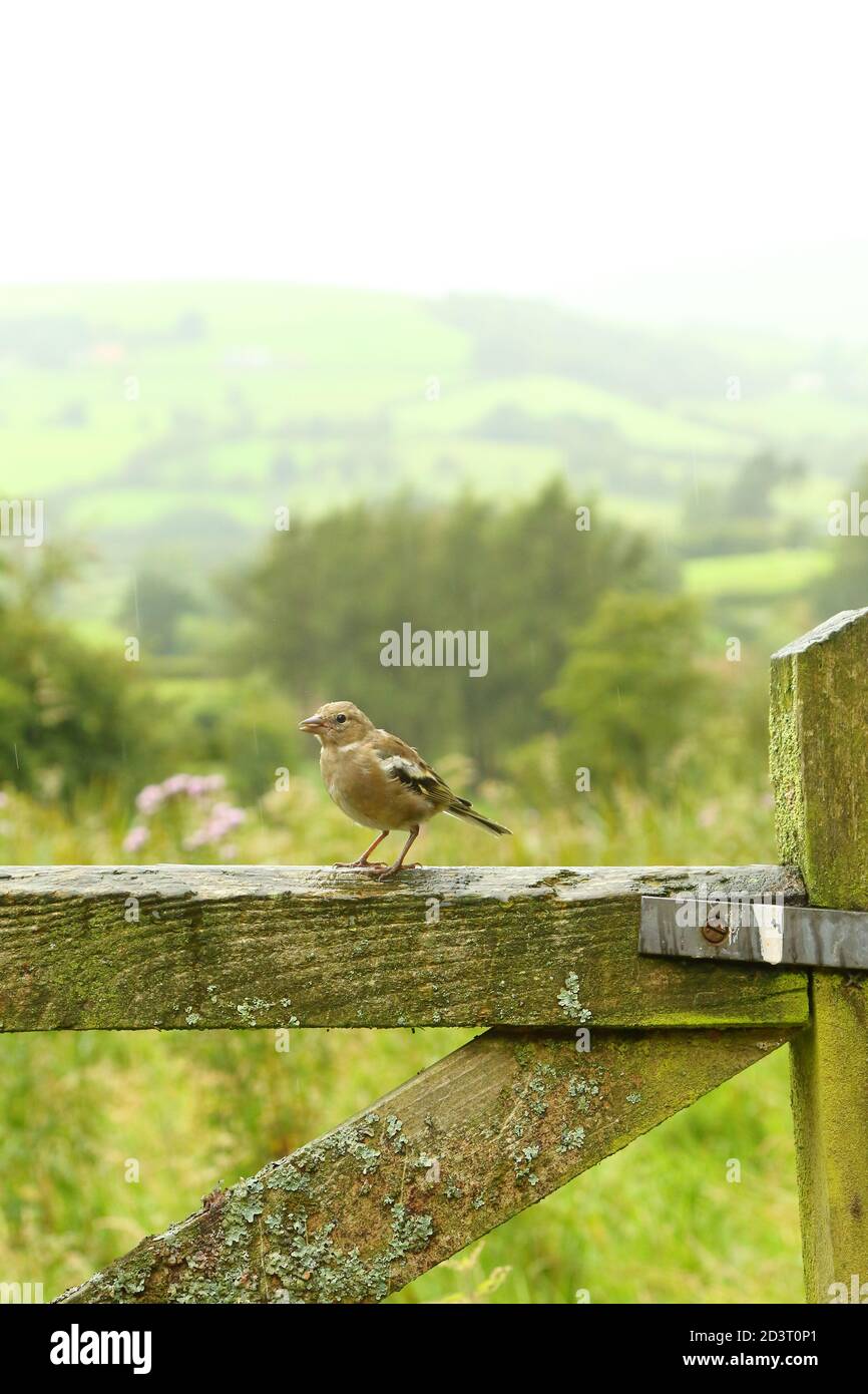 Wide angle shot of female Common Chaffinch ( Fringilla coelebs ) in its environment showing rolling Welsh countryside and farmland. Stock Photo