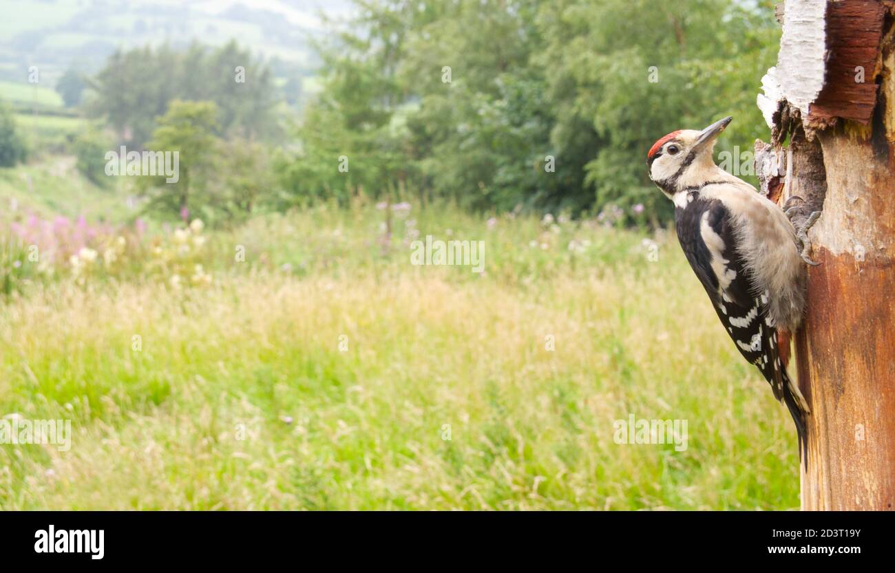 Juvenile Great Spotted Woodpecker ( Dendrocopos major ) wide angle shot with Welsh countryside background. Stock Photo