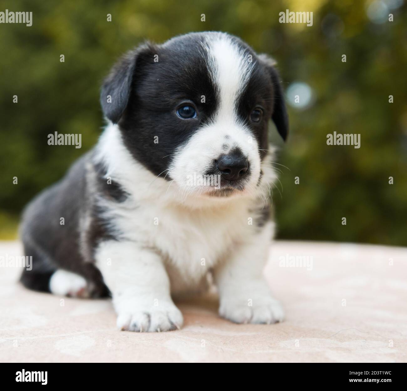 Welsh corgi pembroke puppy dog posing outside Stock Photo