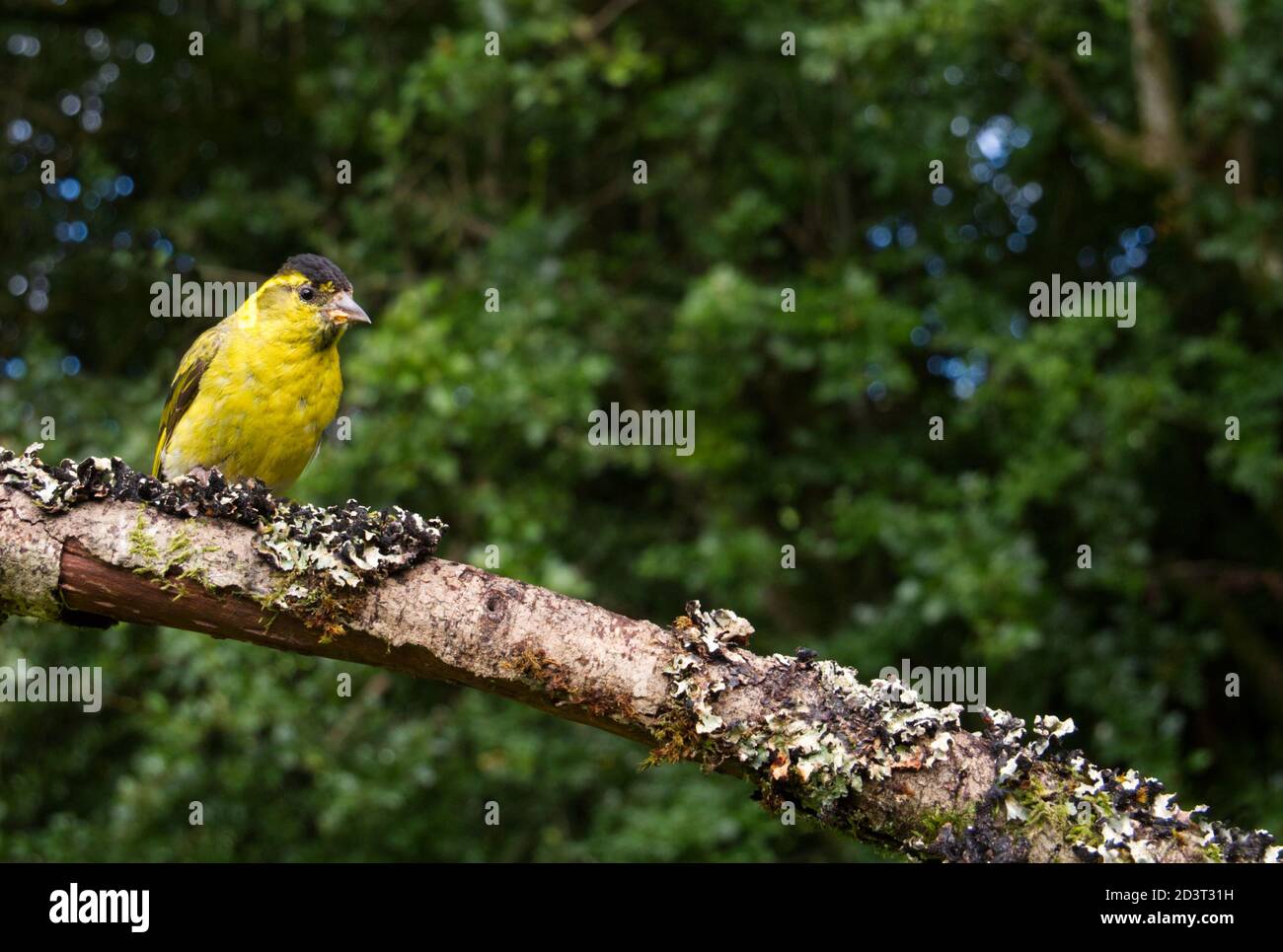 Adult male Eurasian Siskin ( Carduelis Spinus ) wide angle shot showing the bird in typical woodland environment Wales 2020 Stock Photo