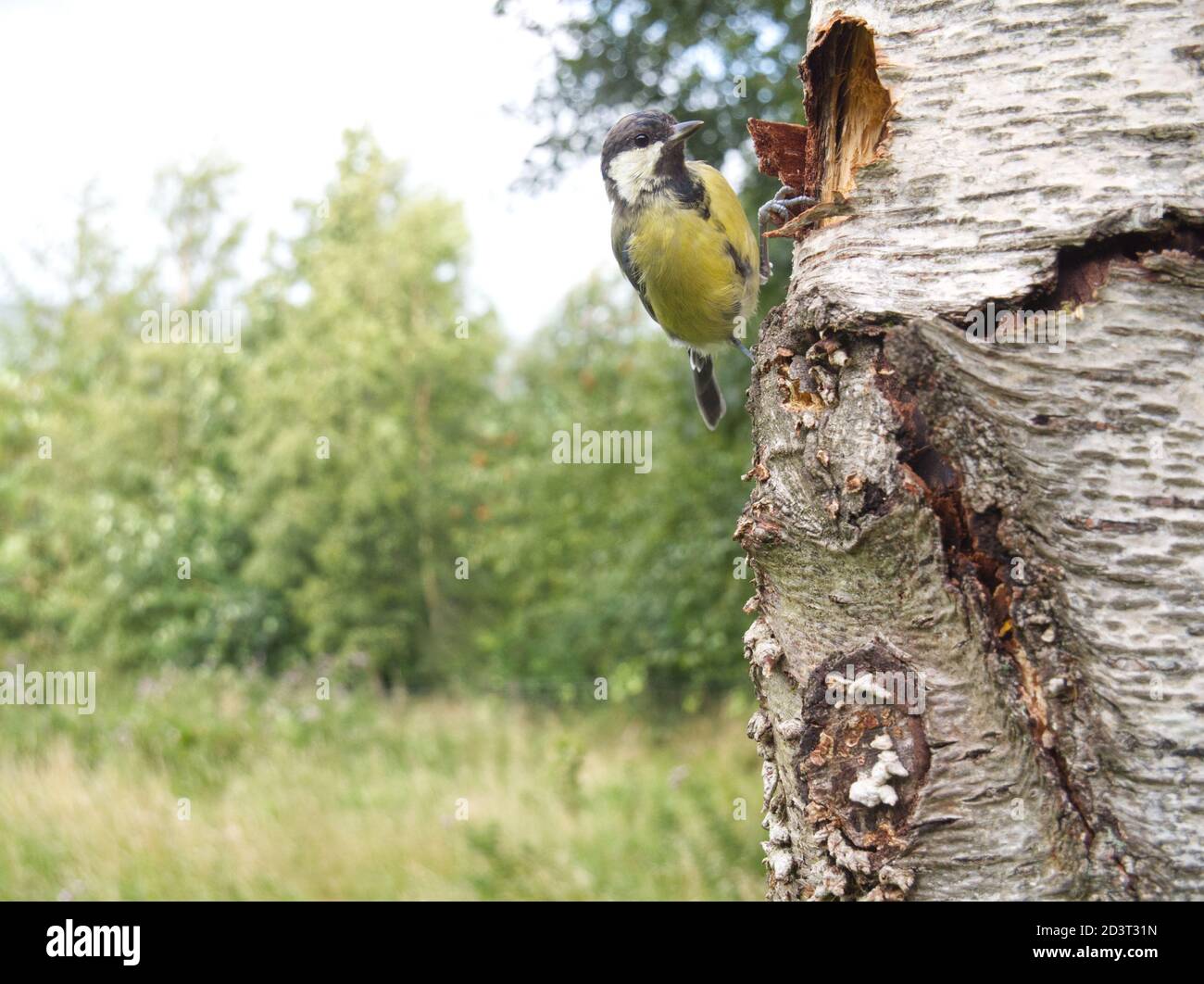 Great Tit ( Parus Major ) perched by nest hole. Wide angle bird photo ...
