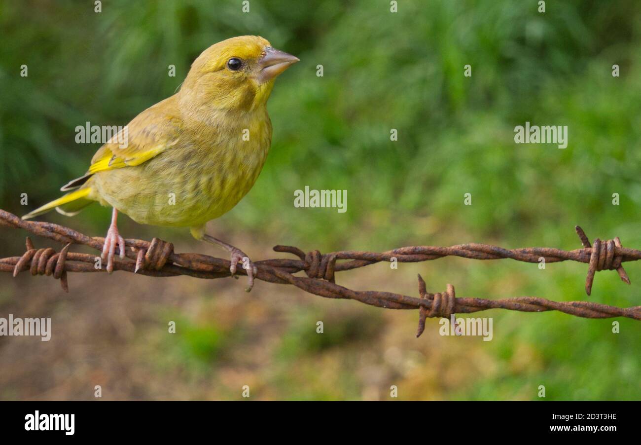 Juvenile European Greenfinch ( Chloris Chloris ) captured remotely with a wide angle setup in Wales, summer 2020. Stock Photo