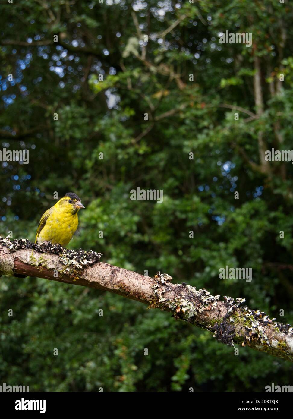 Adult male Eurasian Siskin ( Carduelis Spinus ) wide angle shot showing the bird in typical woodland environment Wales 2020 Stock Photo