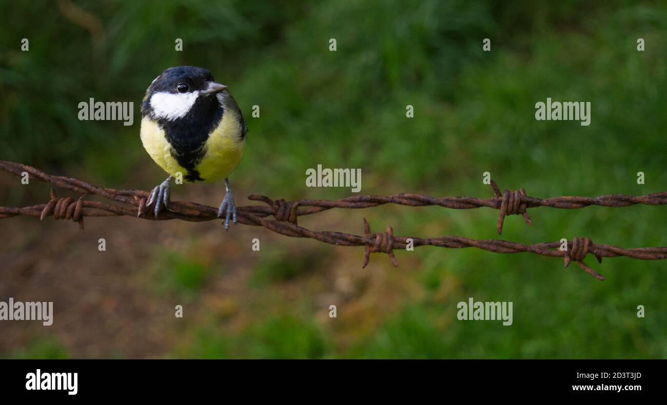 Adult Great Tit bird ( Parus Major ) perching on rusty wire, wide angle image in habitat. Taken in Wales 2020 Stock Photo