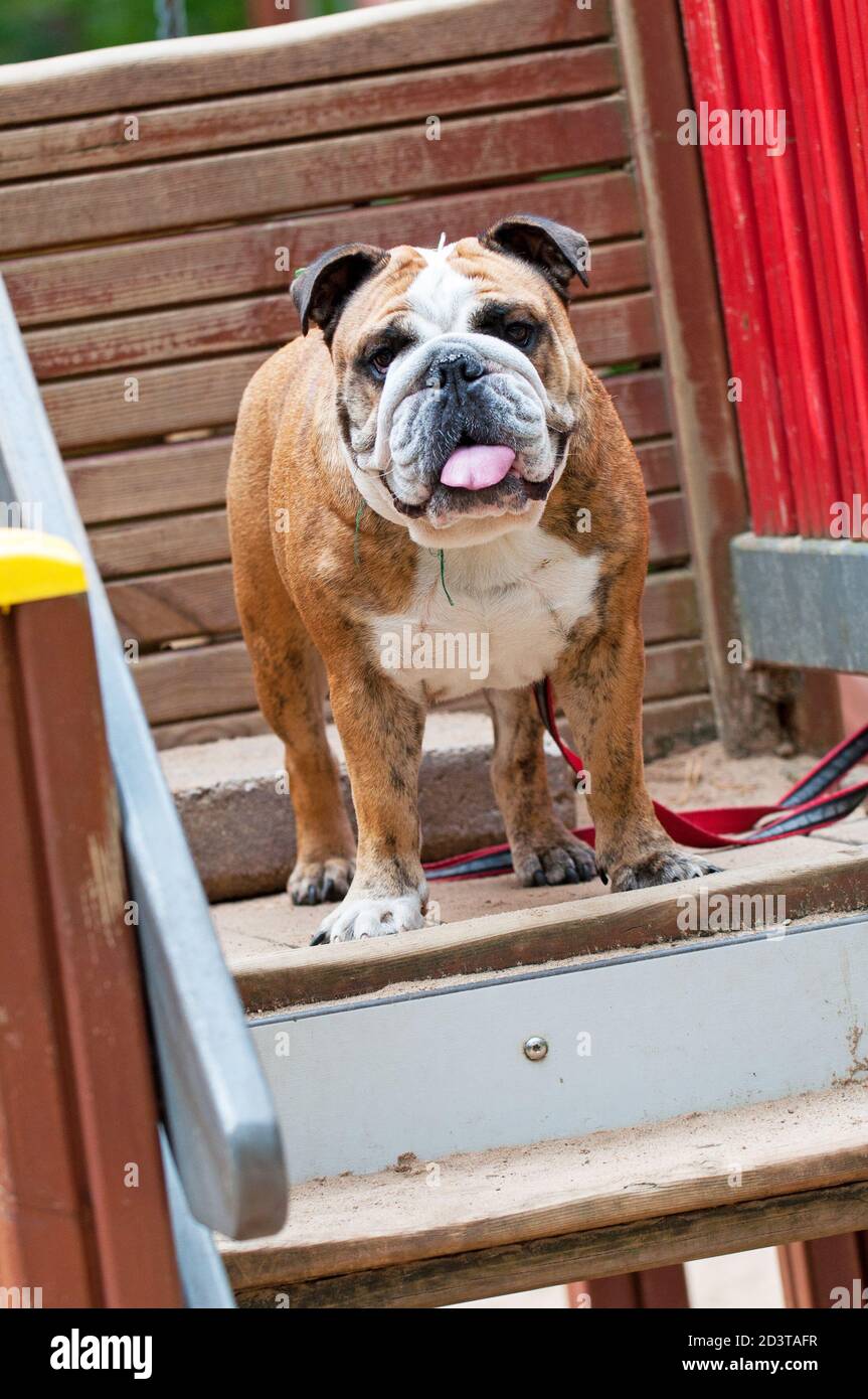 English Bulldog or British Bulldog dog with tiger coat Stock Photo Alamy