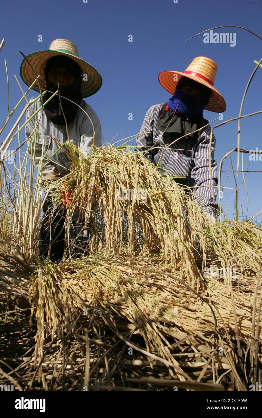 Record breaking thai hires stock photography and images Alamy