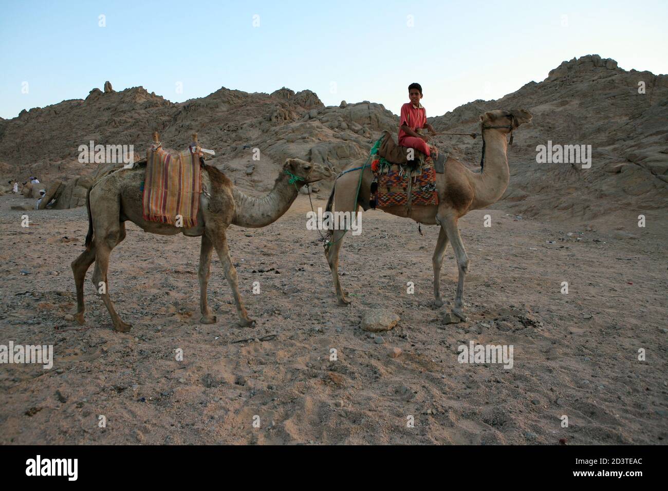 Local Arab boy riding camel in the Sinai Desert near by resting place ...