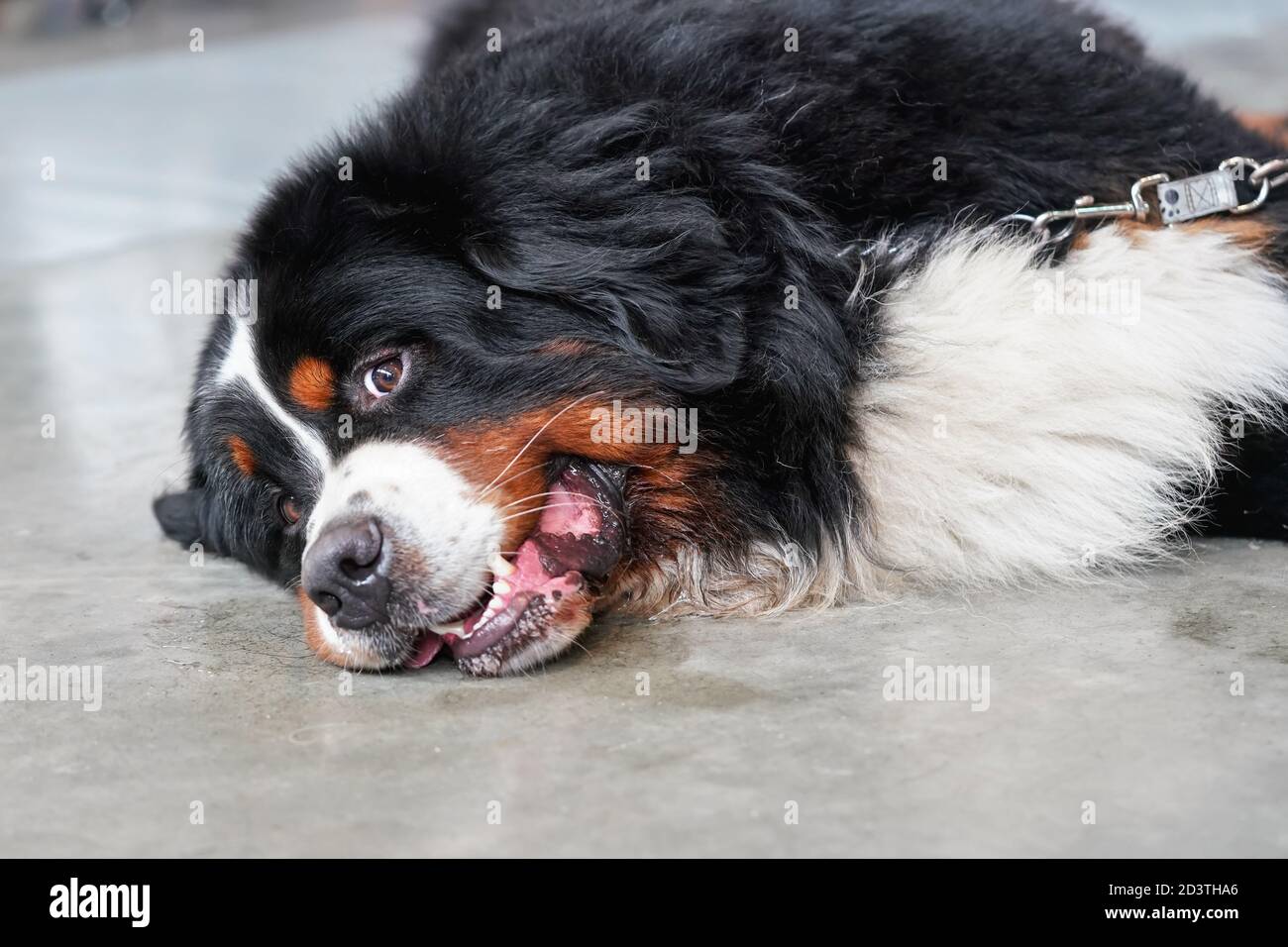 Tired / bored Bernese Mountain Dog laying on concrete floor indoor