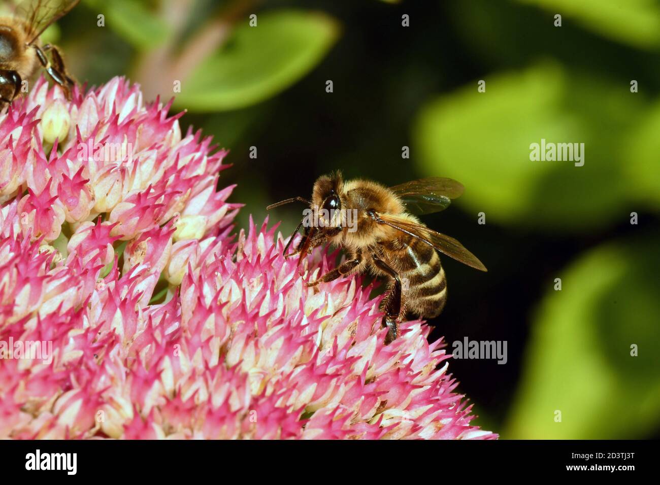 Honey Bee (Apis mellifera), feeding on nectar and pollinating the pink flower of a Sedum in a garden in Somerset Stock Photo
