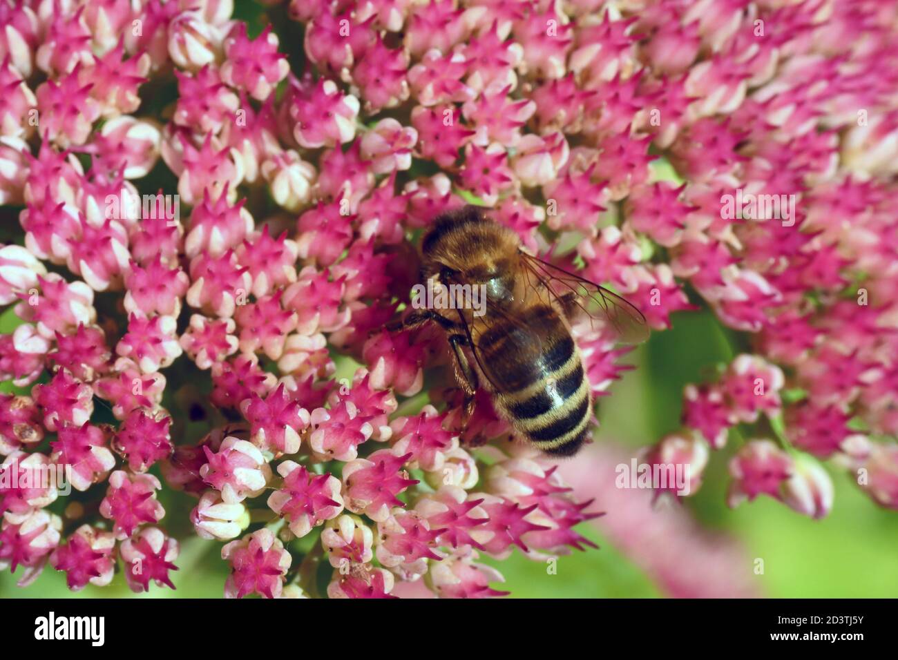 Honey Bee (Apis mellifera), feeding on nectar and pollinating a pink Sedum flower in a garden in Somerset.UK Stock Photo
