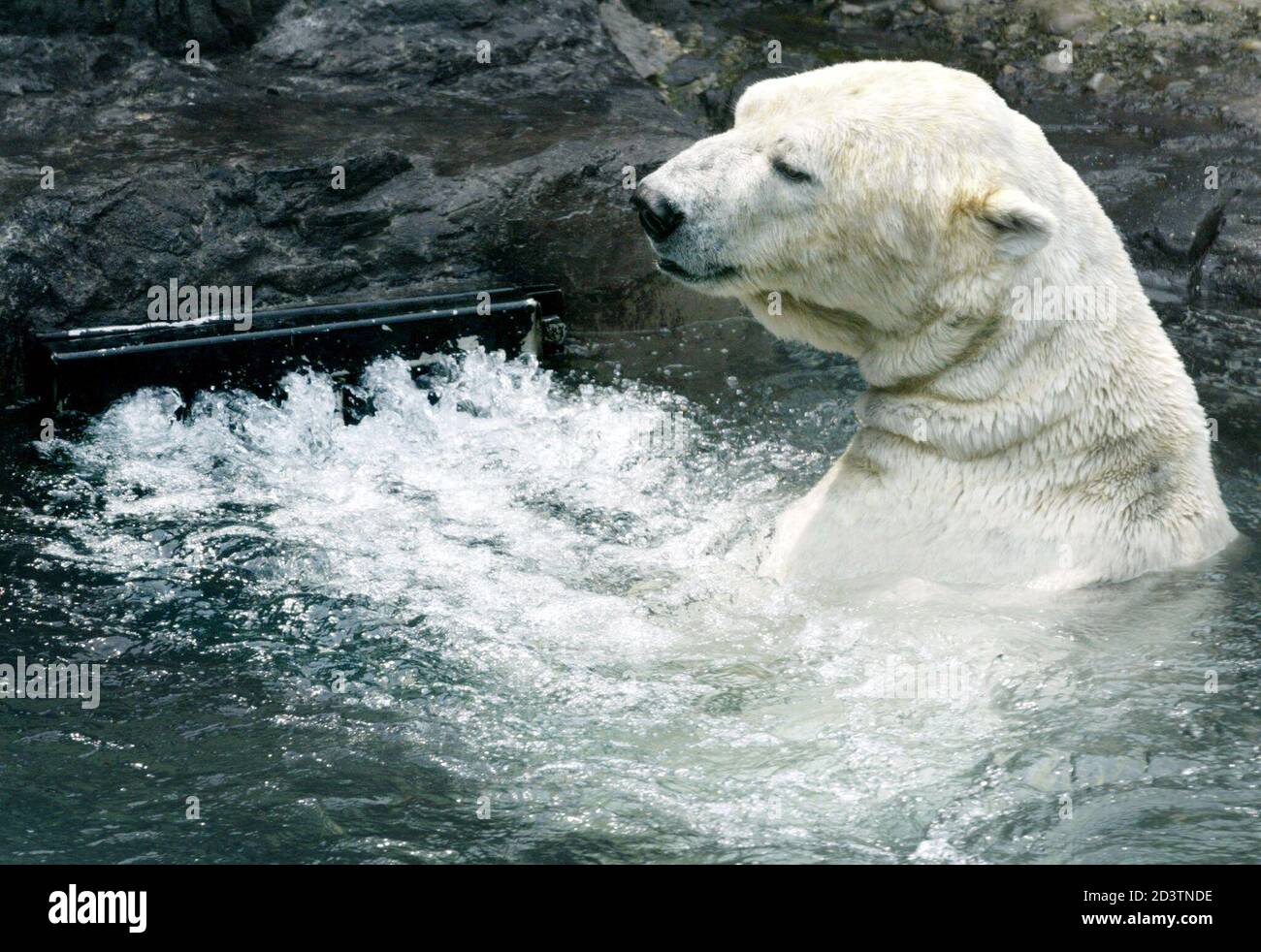 Gus, a 17-year-old polar bear, frolics near the vent of a water circulation system called 'endless pool,' which simulates a natural current, in the polar bear exhibit at the Central Park Zoo in New York, July 1, 2002. [The temperature was 87 degrees Fahrenheit (31 degrees Celsius) in the city and expected to reach the nineties by midweek.] Stock Photo