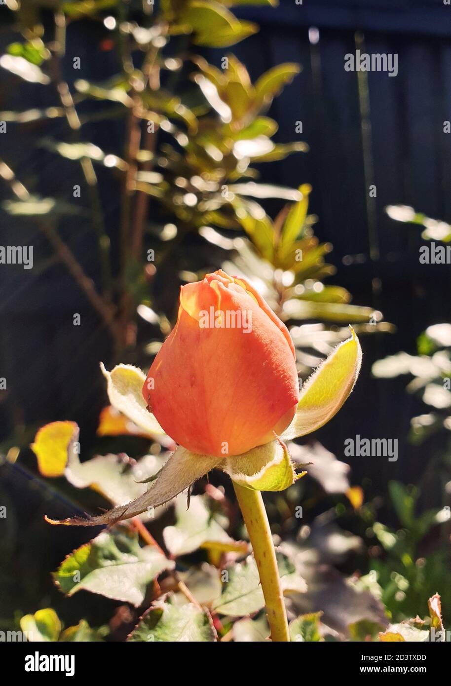 Rose orange blossom flowers hi-res stock photography and images - Alamy