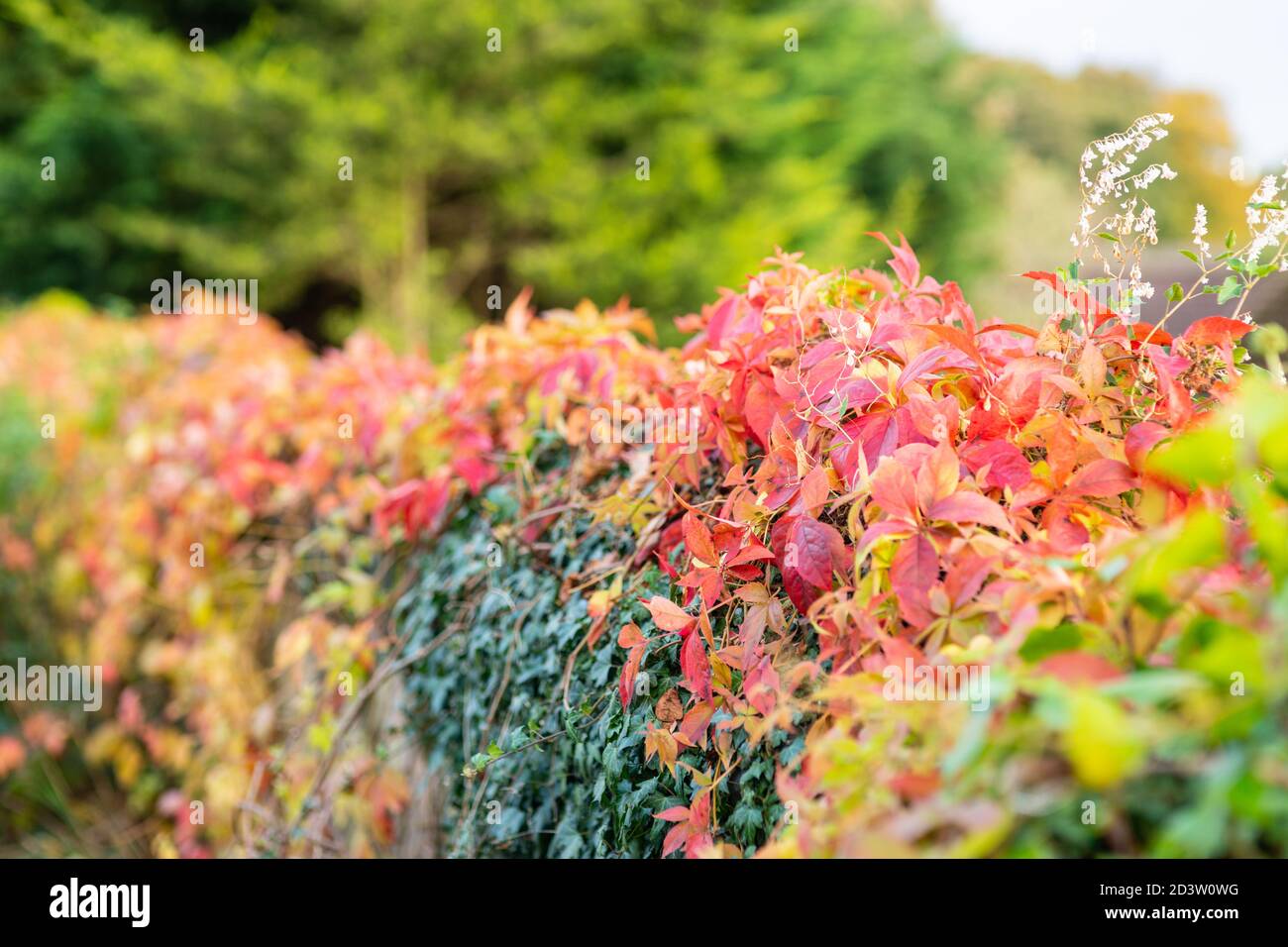 The colours of autumn or fall, orange red and yellow leaf or leaves, foliage growing on wall, autumnal, seasons, England UK Stock Photo