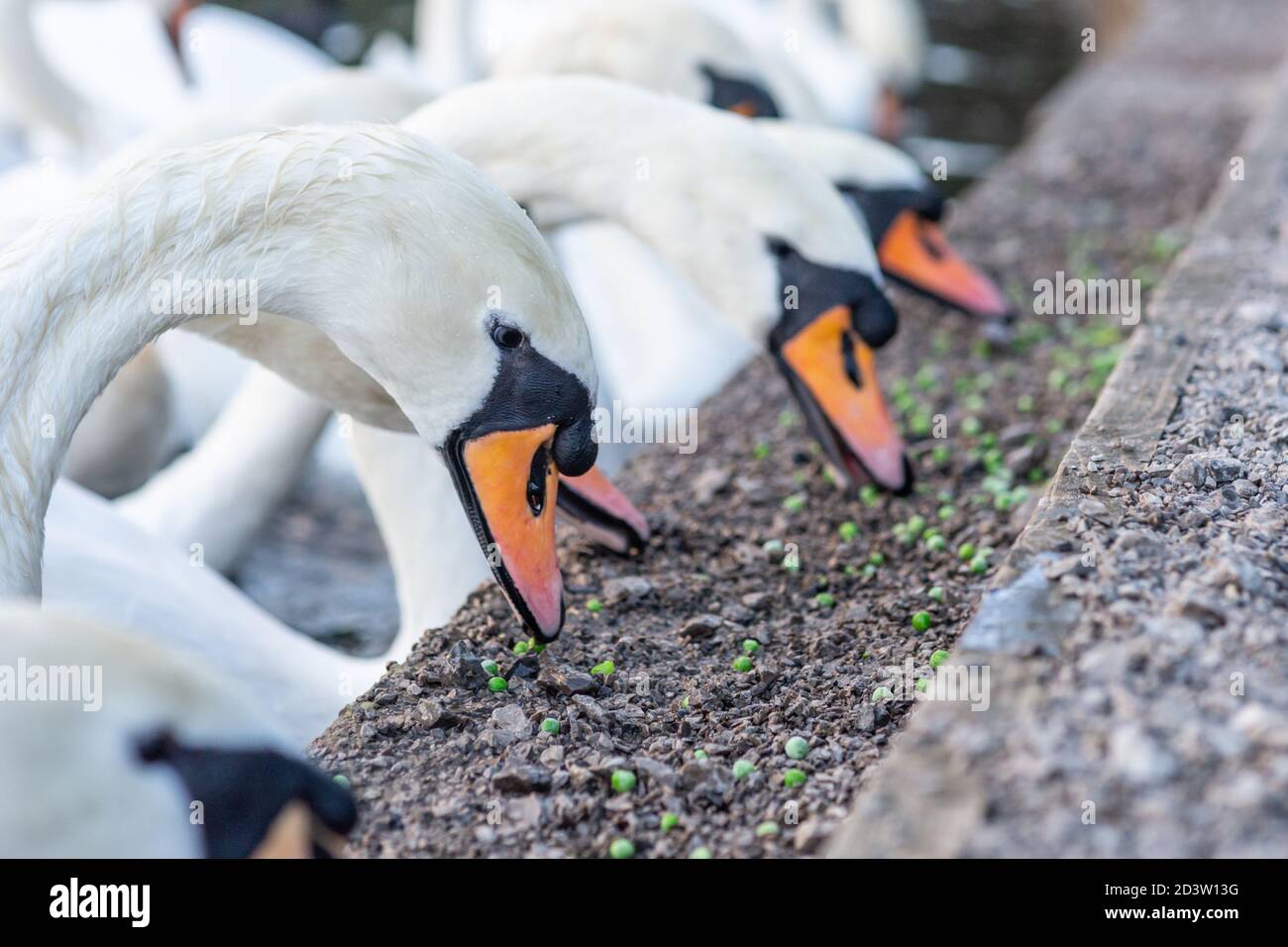 Mute swans feeding at the side of a lake, eating peas, a healthier