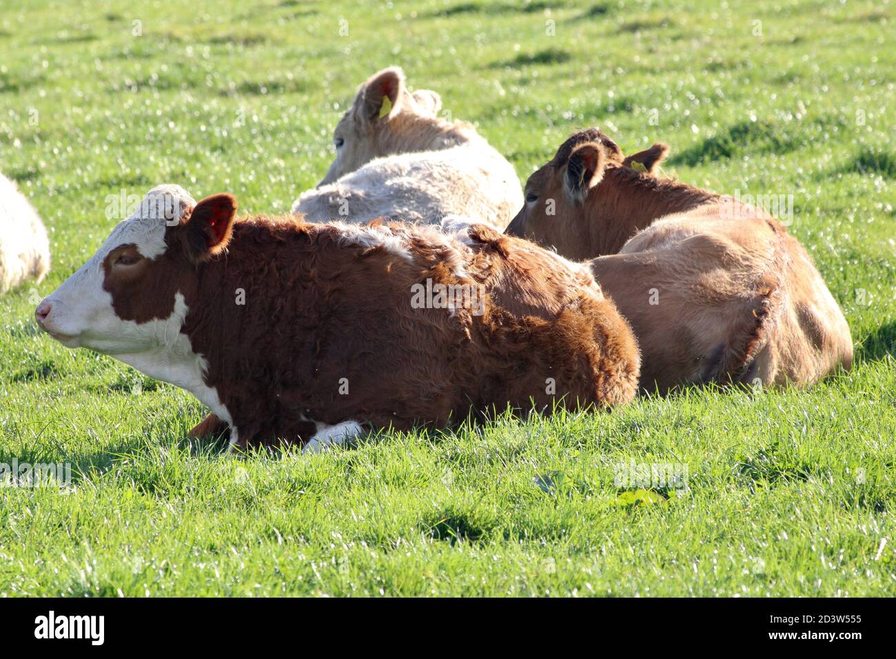 Farm Cows Lying on Green Grass Field in the Sun Stock Photo - Alamy