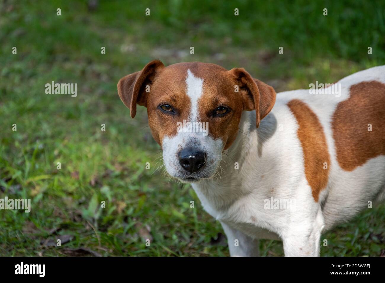 Doggy position hi-res stock photography and images - Page 2 - Alamy