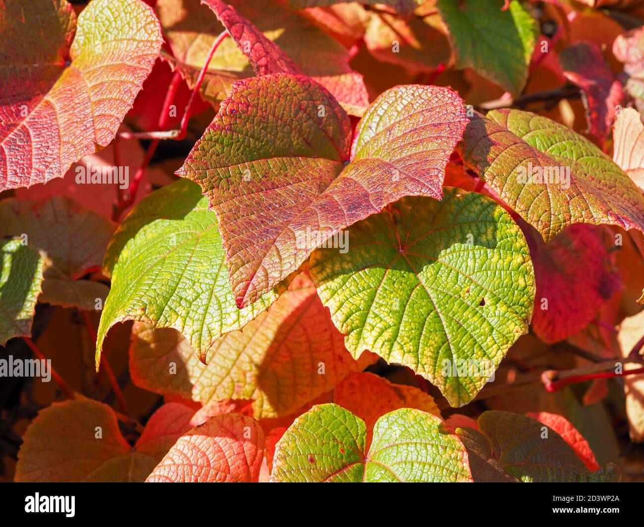 Closeup of the colours and textures of vine leaves in early autumn Stock Photo