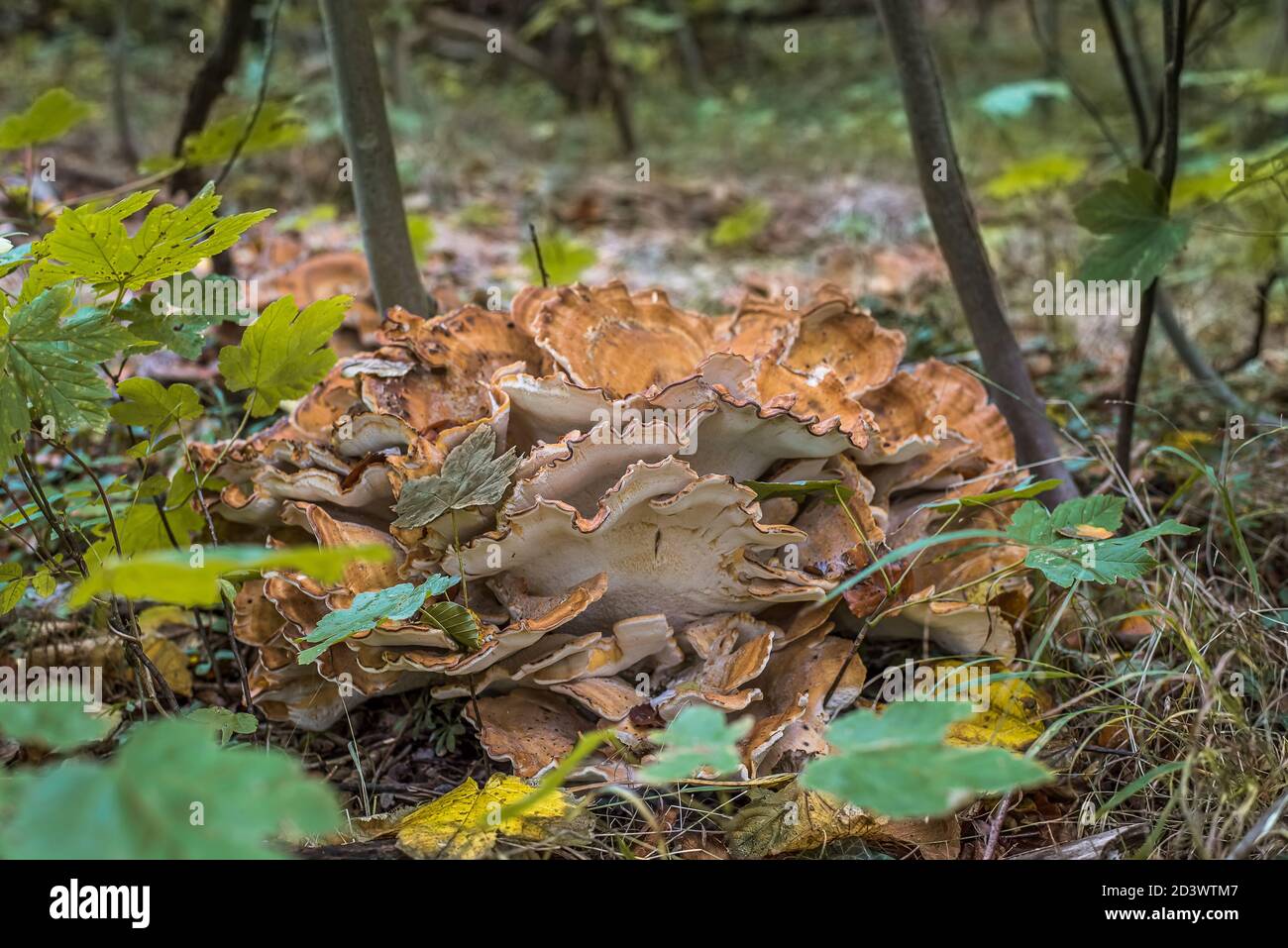 Tasty eatable mushroom on an oak-branch on the ground, called crab-of-the-woods, Jaegerspris, Denmark, October 9, 2020 Stock Photo