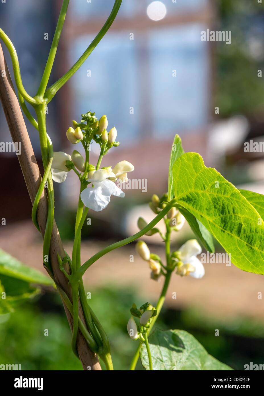 Butter bean plant hires stock photography and images Alamy