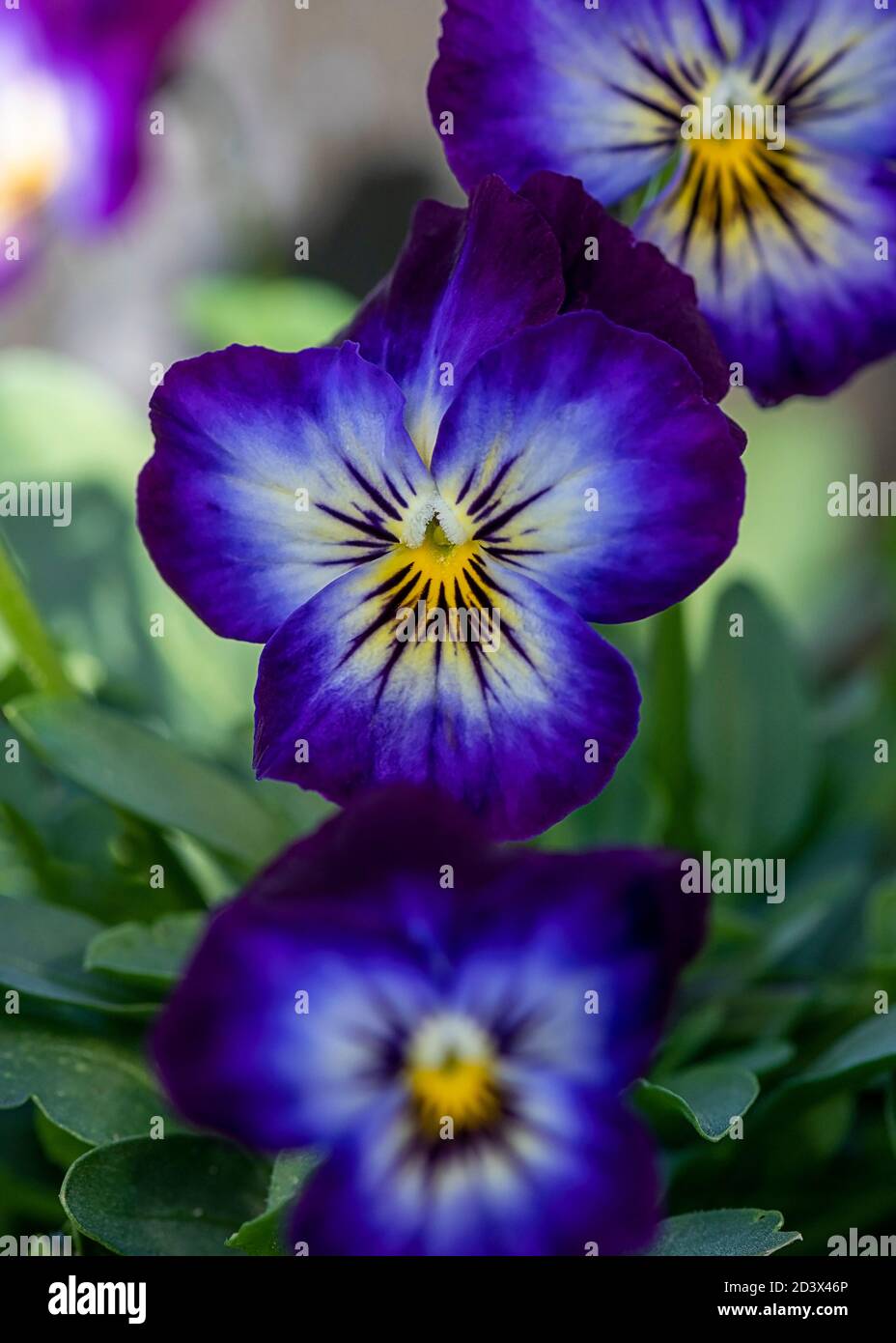 vertical viola plant focus on main flower  bright sunny day background blurred for ad of copy space and text over lay Stock Photo