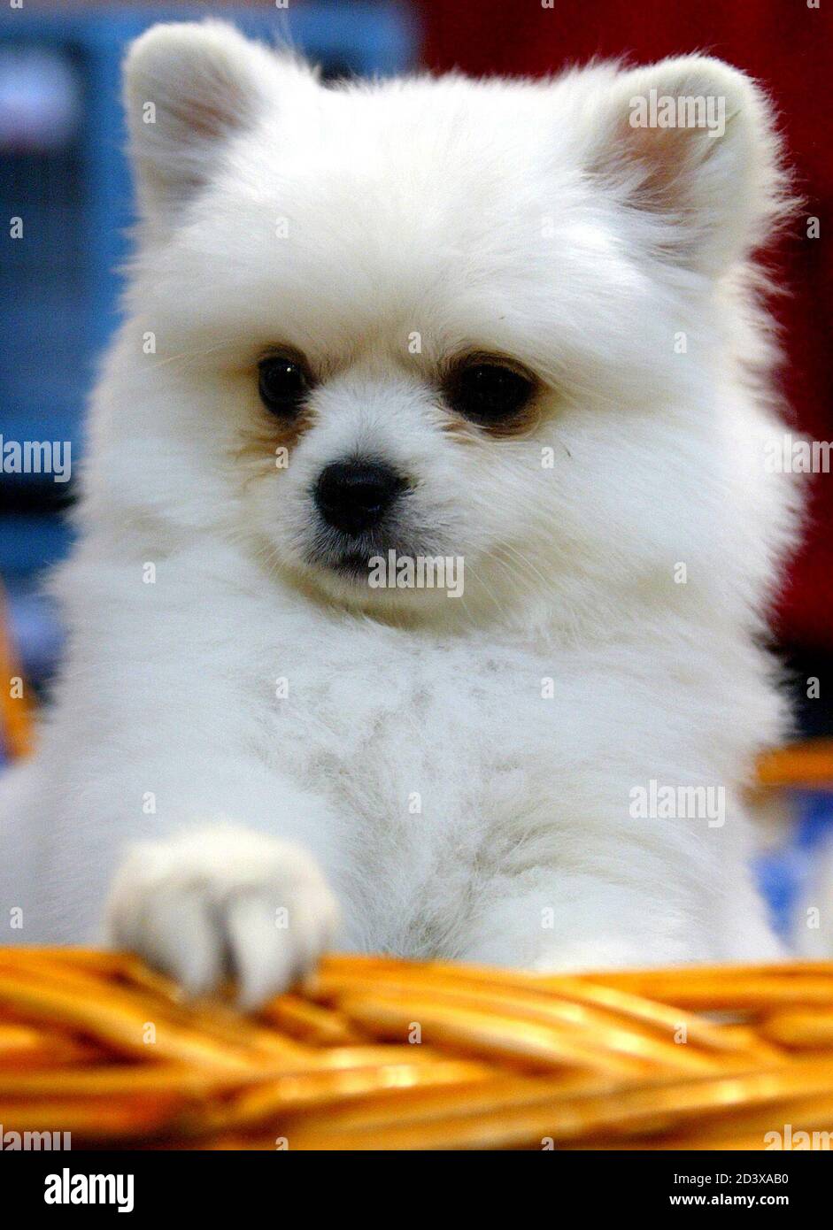 A Pomeranian puppy peeps from a basket at a Pet Festival in Shanghai March 26, 2004. Dog ownership, banned under the rule of the late Mao Zedong as a bourgeois pastime, was legalised only a few years ago as higher living standards allowed many people to afford pets, including imported breeds. REUTERS/Claro Cortes IV  CC/CP Stock Photo
