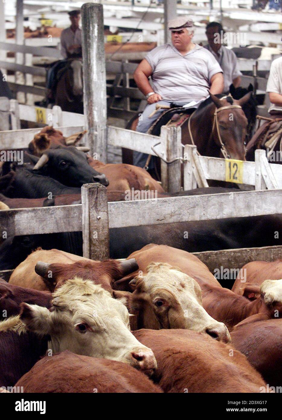 Worlds largest cattle market hires stock photography and images Alamy