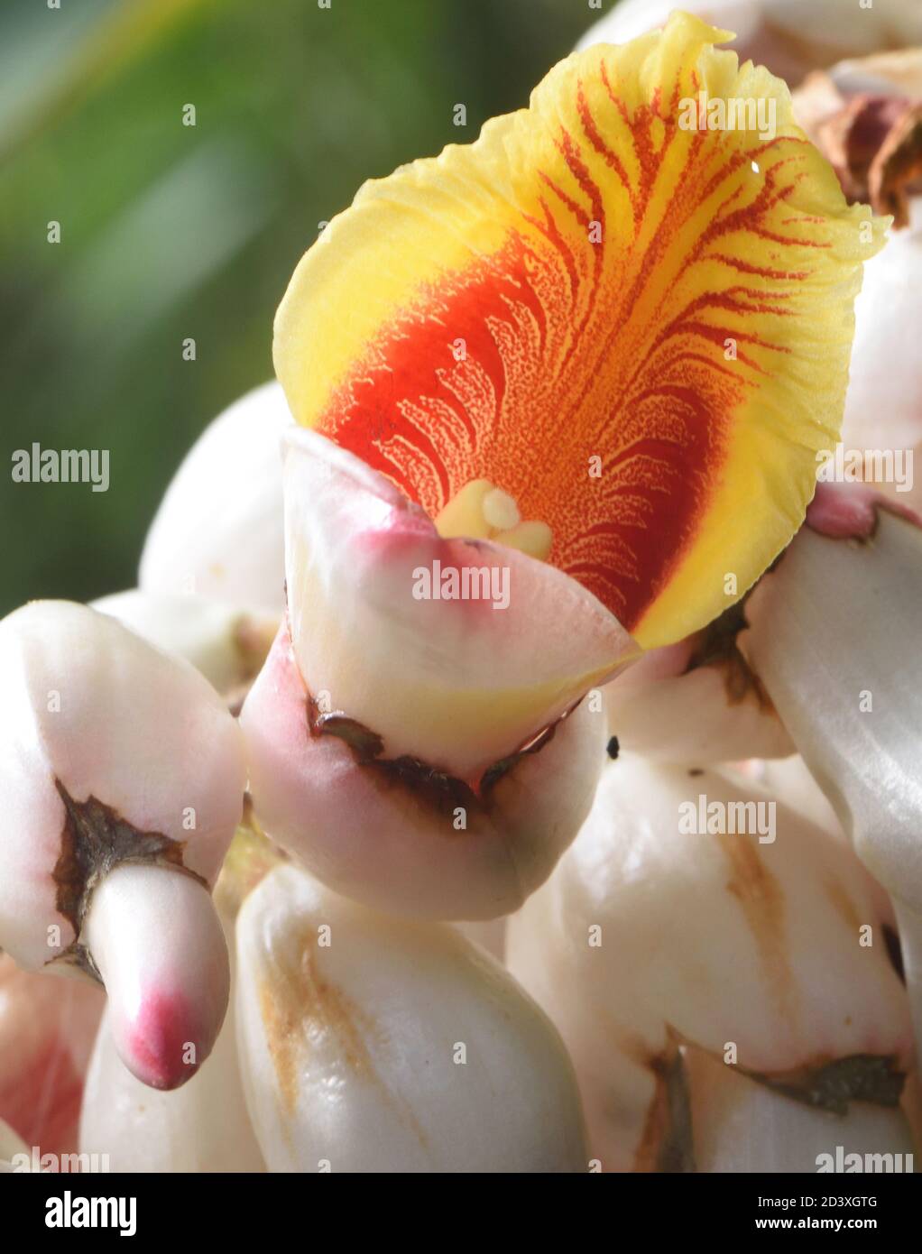 A waxy white flower with red and yellow markings on the inside grows in a garden in Moshi .  Moshi, Tanzania. Stock Photo