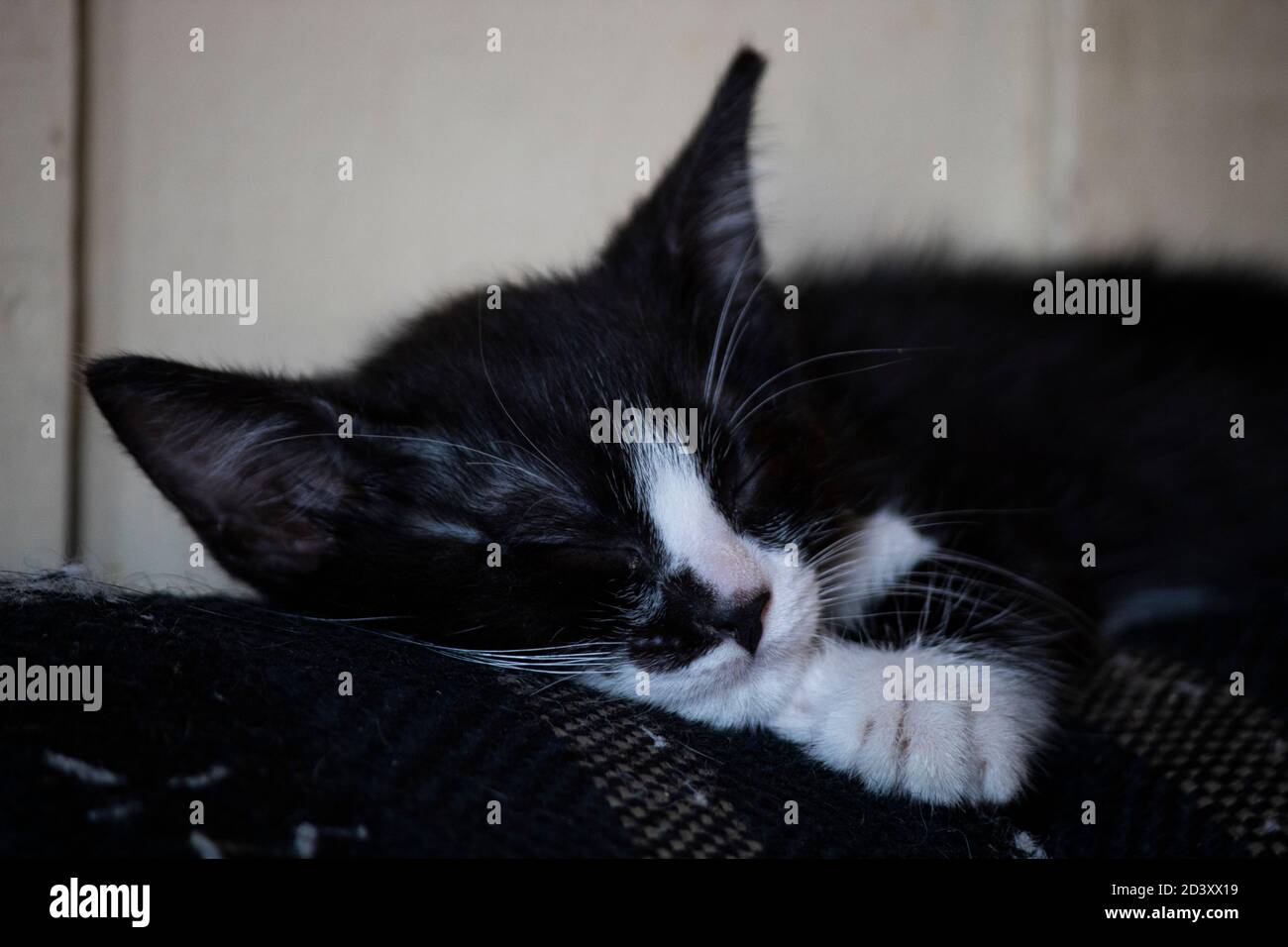 Cute kitten sleeping on a couch Stock Photo - Alamy
