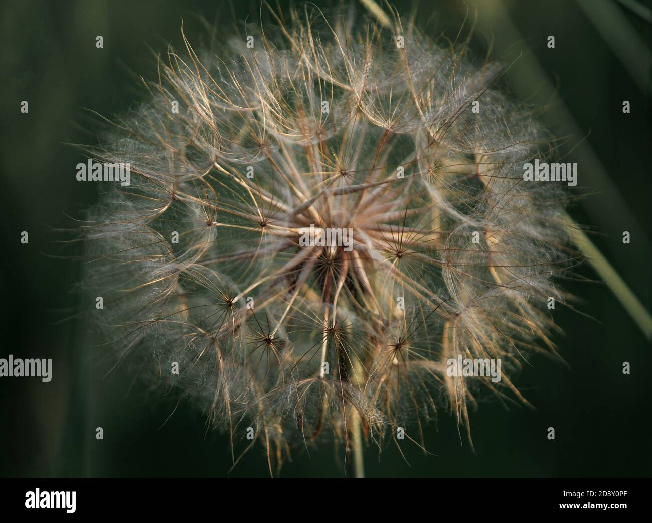 Fully grown common Dandelion plant Stock Photo Alamy