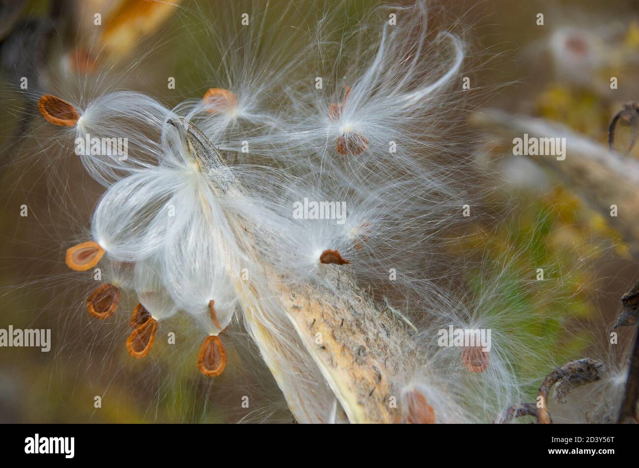Scattering seeds hires stock photography and images Alamy