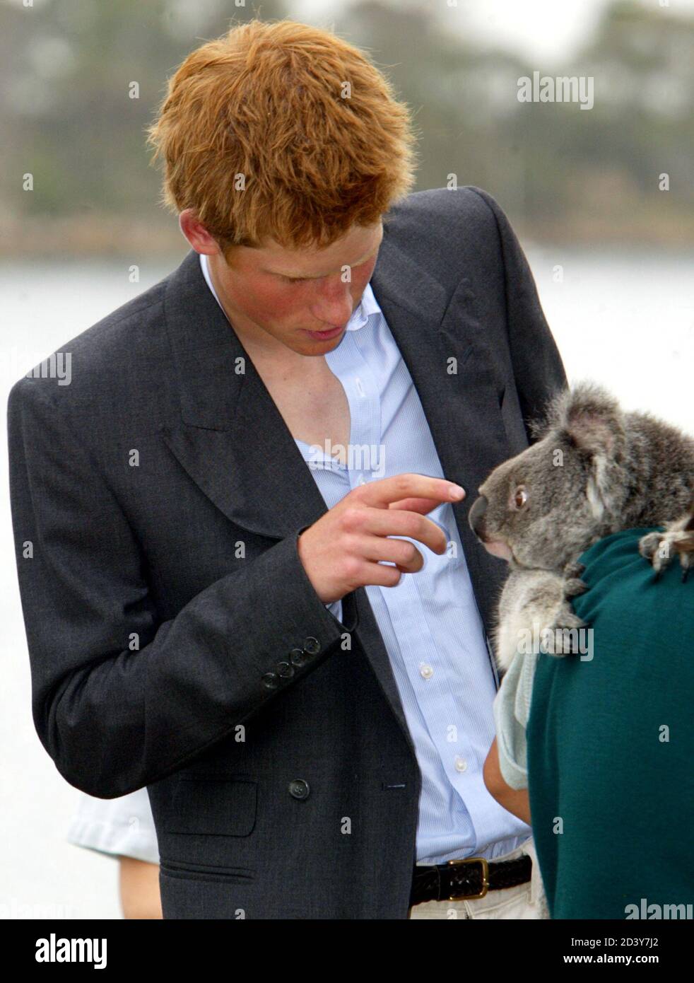 Watch out koalas hires stock photography and images Alamy