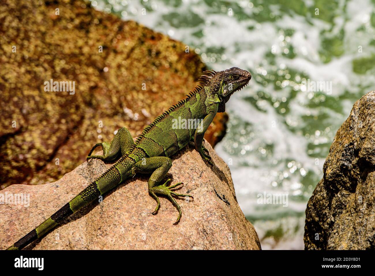 Wildlife reptile in Florida. Green lizards iguana Stock Photo Alamy
