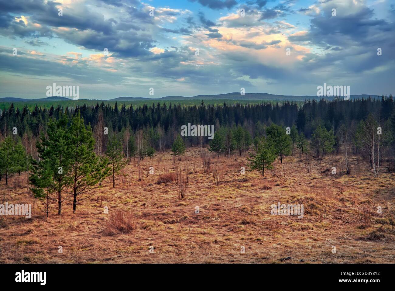 Early spring landscape in a young spruce forest. Green young fir in the forest against the background of blue sky and clouds. Stock Photo