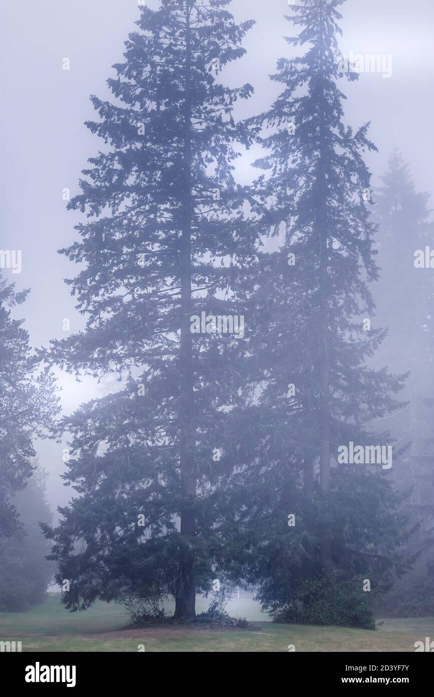 Tree Rising Up With tall trees and a misty atmosphere hi-res stock photography and ...