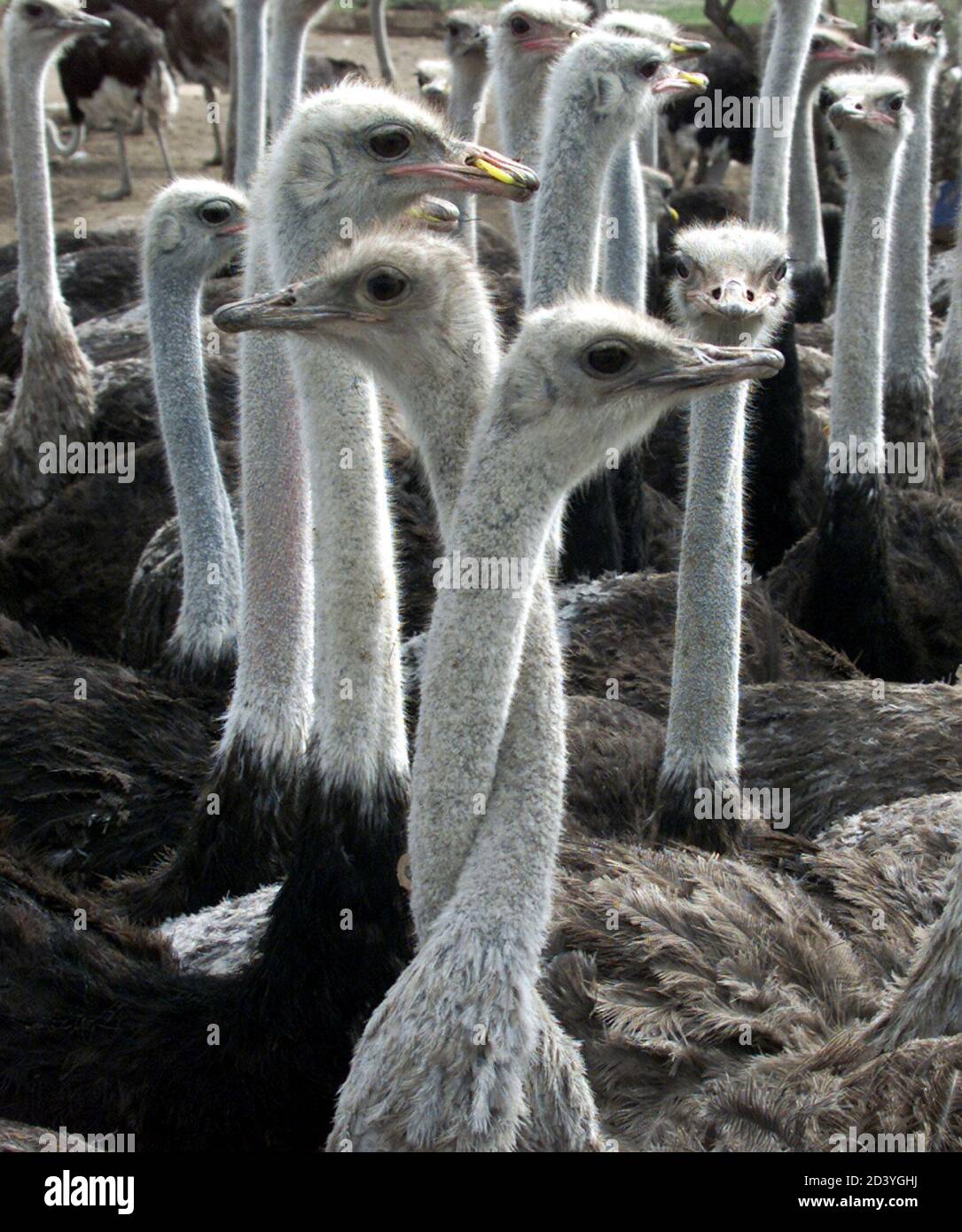 Raising meat birds hires stock photography and images Alamy