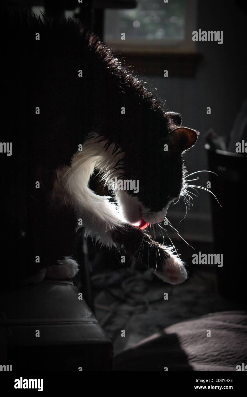 Cat licking himself dry after a bath Stock Photo Alamy