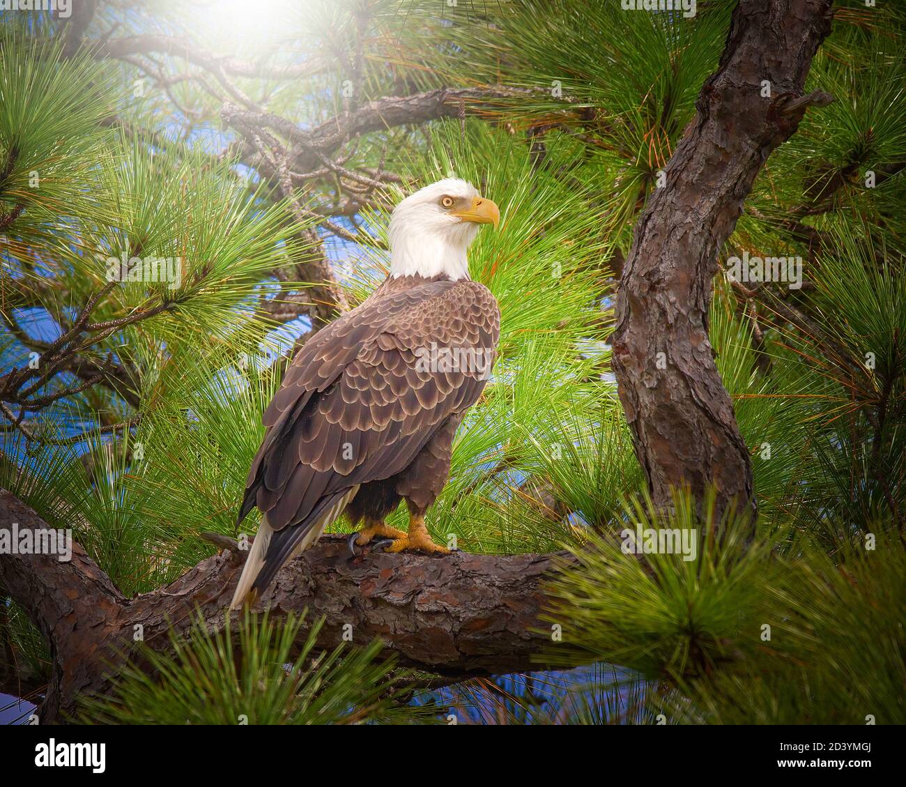 A Bald Eagle perches in a slash pine tree in the Florida Everglades before taking flight a few moments later. Stock Photo