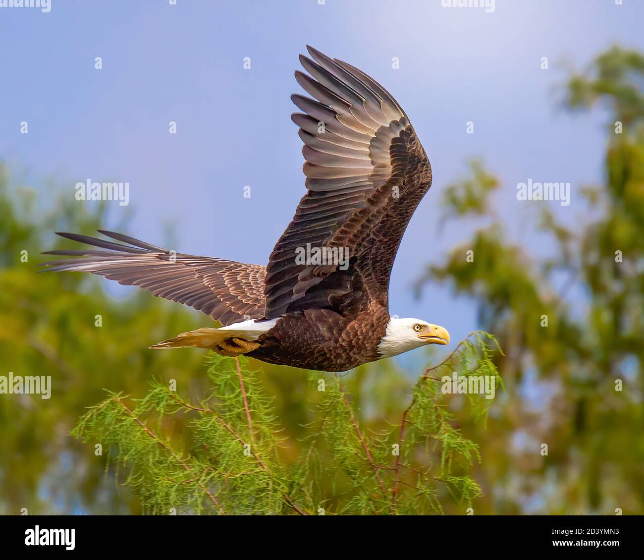 A Bald Eagle takes flight in the Florida Everglades. Bald Eagles are found throughout North America, Alaska, and northern Mexico. Stock Photo