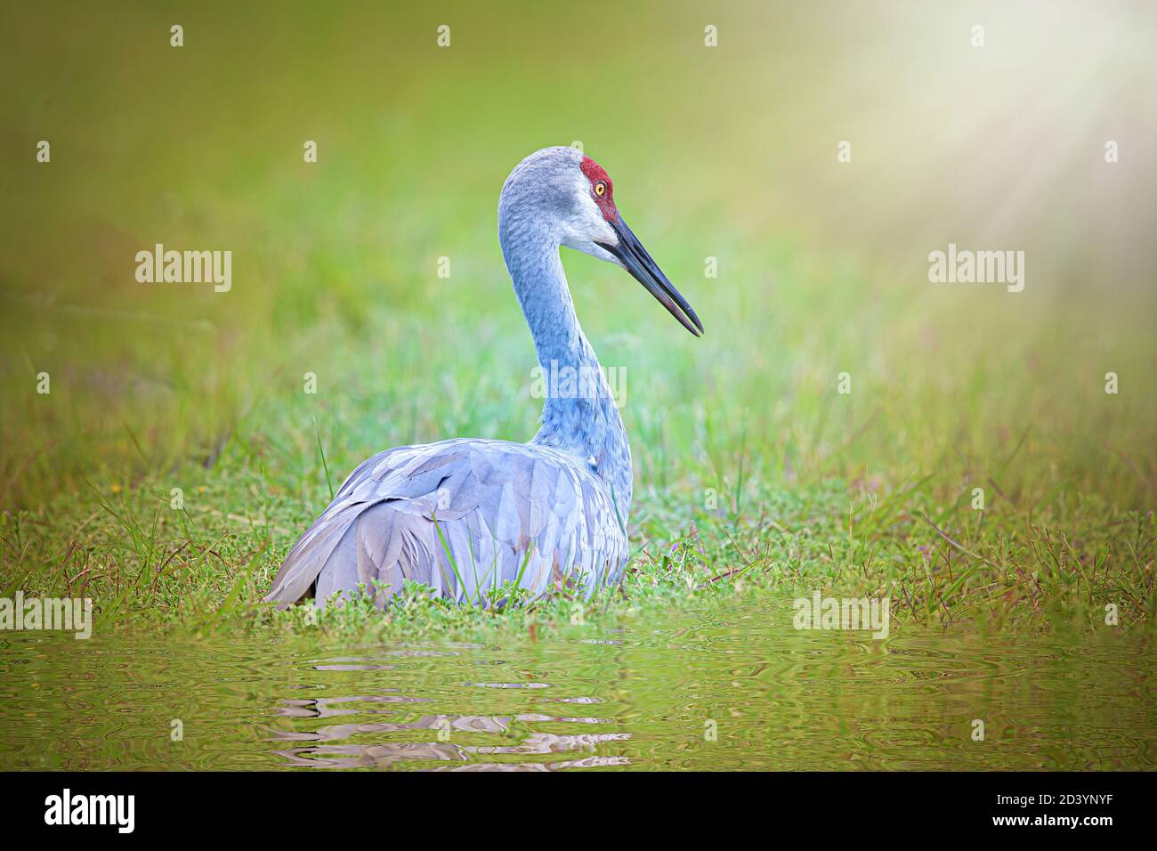 A beautiful Sandhill Crane relaxes by a creek at sunrise in a wetlands area of South Florida. Stock Photo