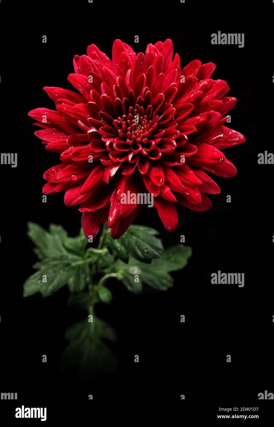 Red Flowers With Black Background