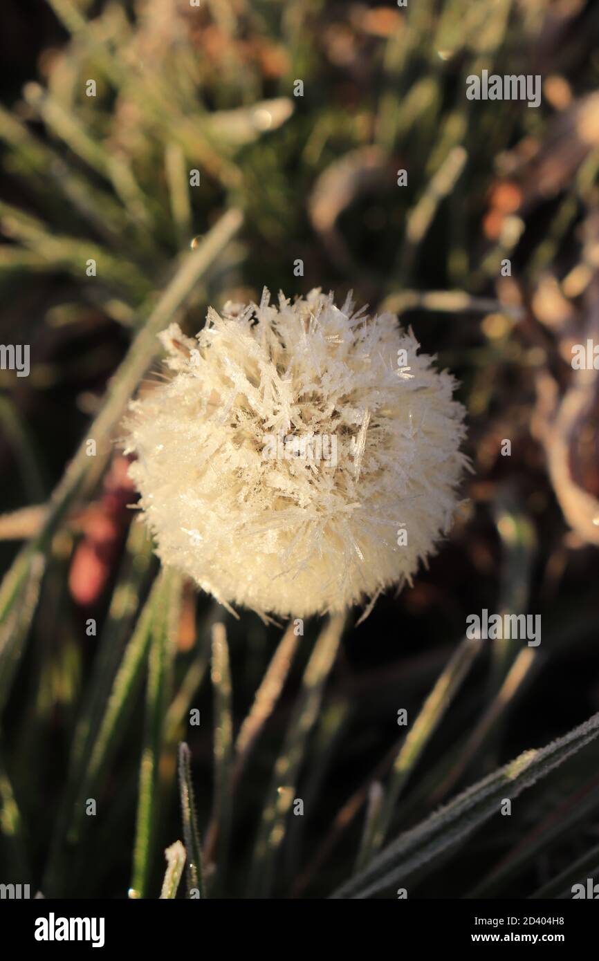 Frozen dandelion on a winter day Stock Photo