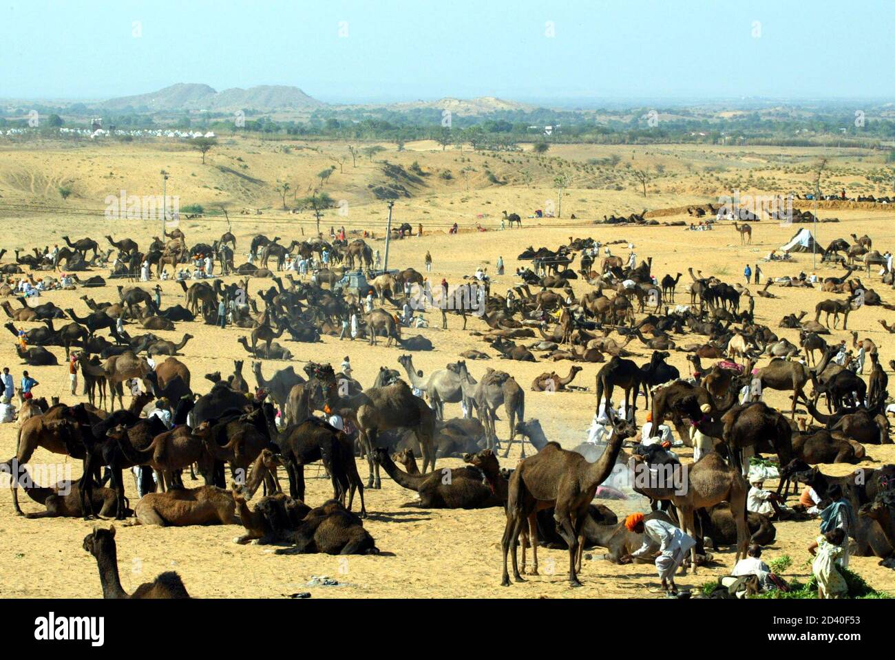 A general view of camels ready for sale during an annual bazaar in the  desert town of Pushkar, in Rajasthan state some 320 km (200 miles)  southwest of New Delhi, November 16,