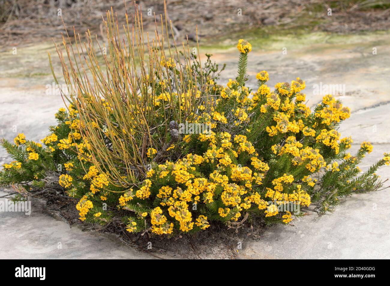 Egg and Bacon plant growing on sandstone rock platform in the Royal