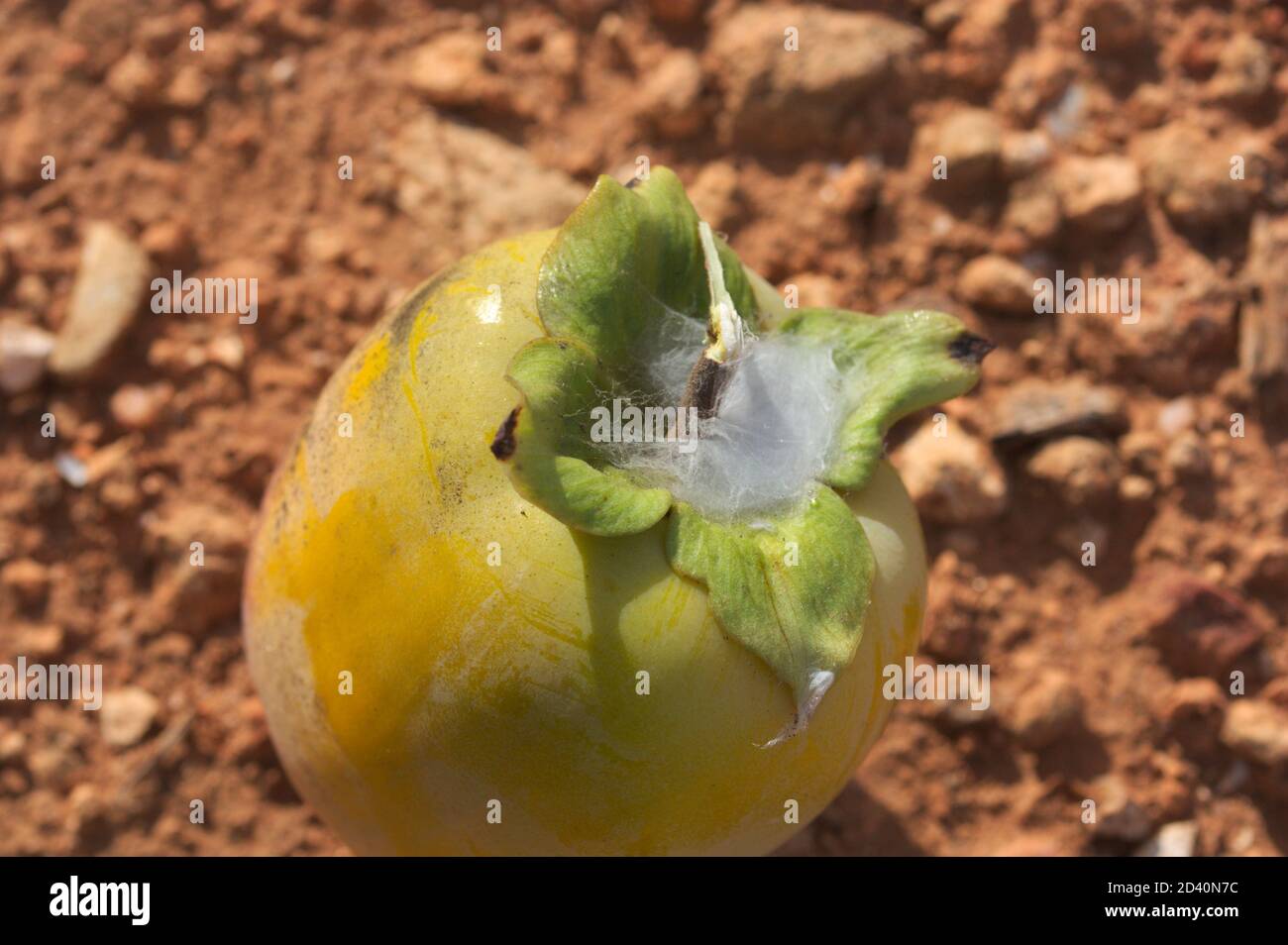 Closeup of a persimmon that is infested by the pest of the mealy bugs or Pseudococcus longispinus Stock Photo