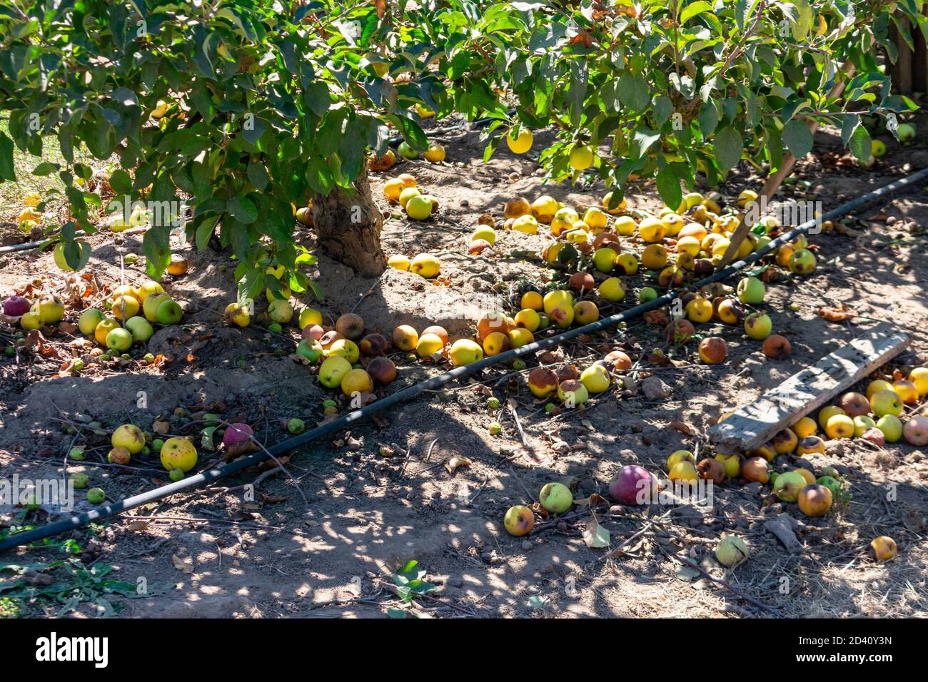 Fallen autumn apples rotting on the ground beneath apple tree during ...