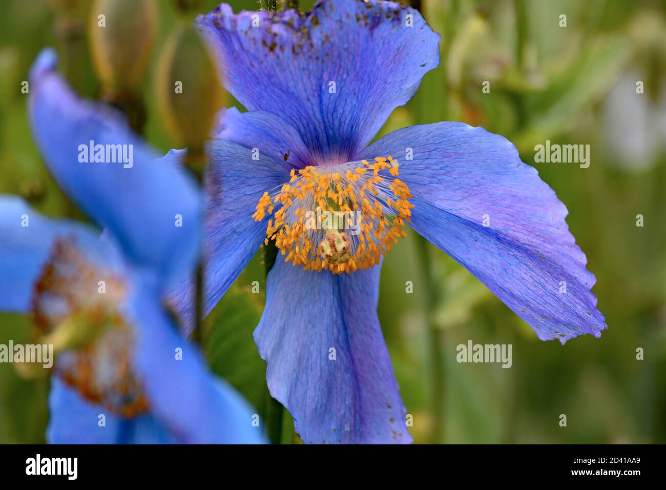 The rare Himalayan blue poppy (Meconopsis betonicifolia) in bloom at the Akureyri Botanical Garden in Northern Iceland. A blurred green background. Stock Photo